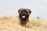 BULLMASTIFF 281